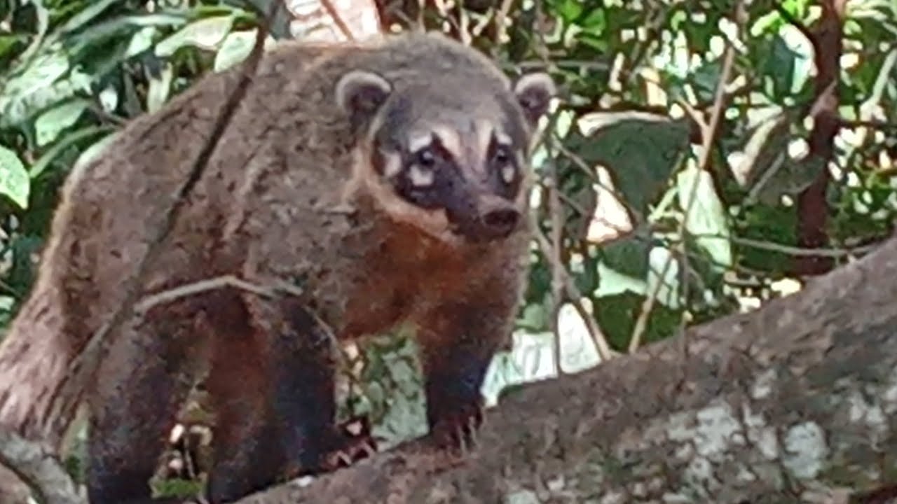 quati ,parque ambiental