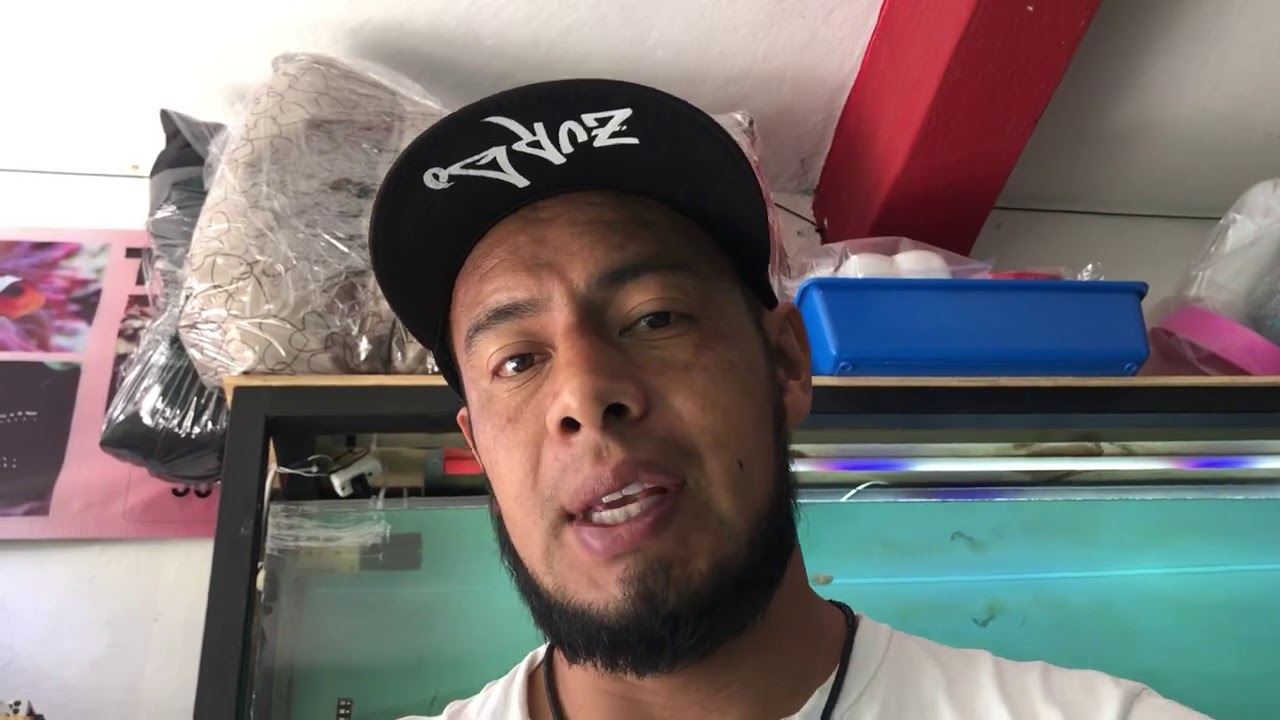 Como identificó si mi Guppy es macho o hembra!!