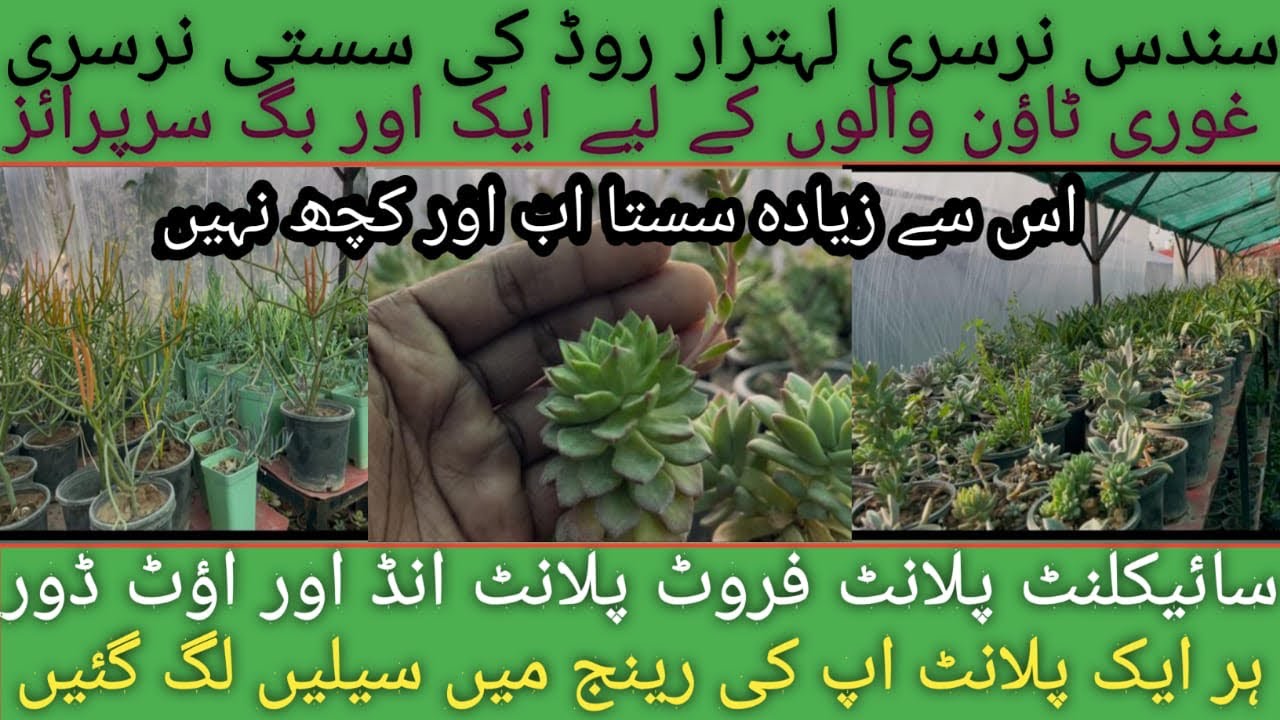 Lehtrar Road khana pull key sasti nursery// Indoor’ outdoor’ secculent’ fruits plants our bhe bohat’