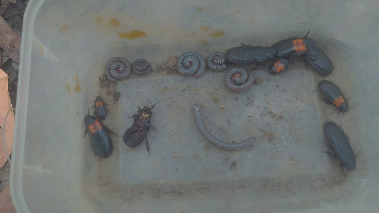 Amazingly, these animals like to live in decaying wood.0150-NATURE
