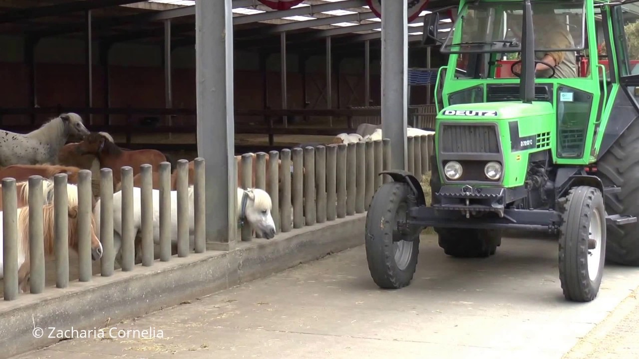Voeren van de pony's in de Giant Stable - Ponyparkcity (Abelise met de neus vooraan; haha)