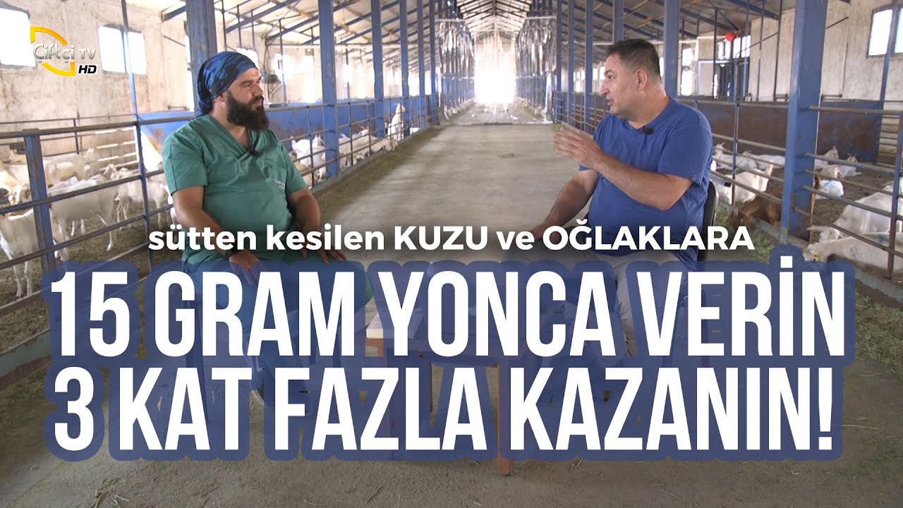 15 Gram YONCA Verin / 3 KAT FAZLA KAZANIN! (Sütten Kesilen Kuzu ve Oğlaklar) - Koyuncu #kuzu #oğlak