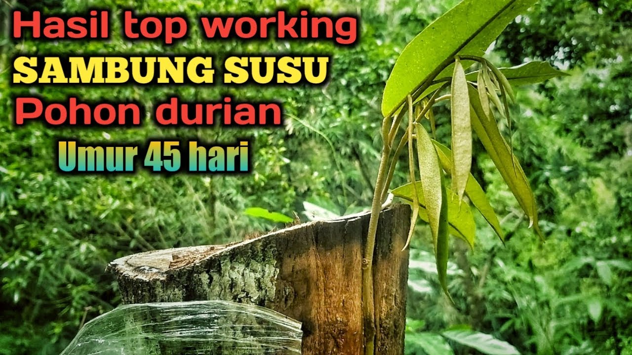 hasil top working sambung susu pohon durian