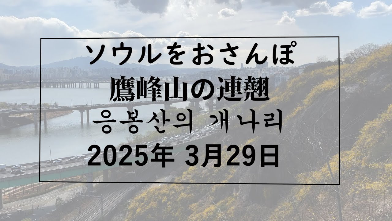 【韓国】ソウルをおさんぽ vol305　2025.03.29  鷹峰山の連翹祭編