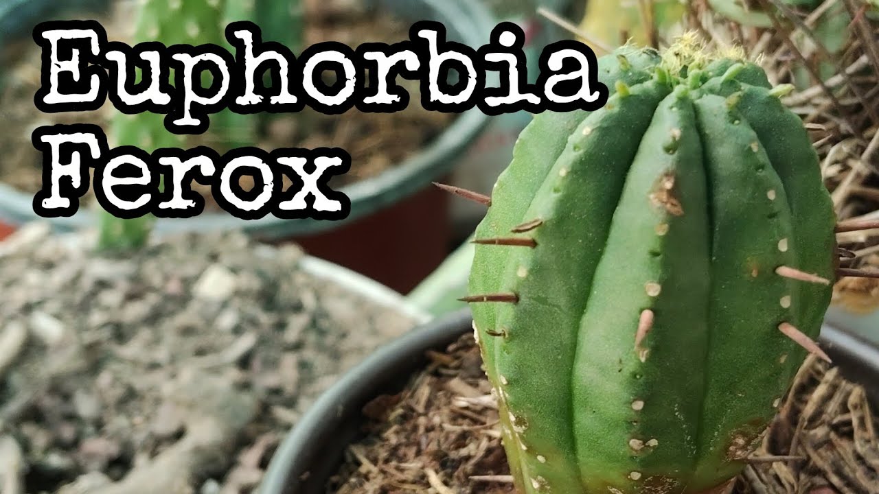 Euphorbia Ferox 