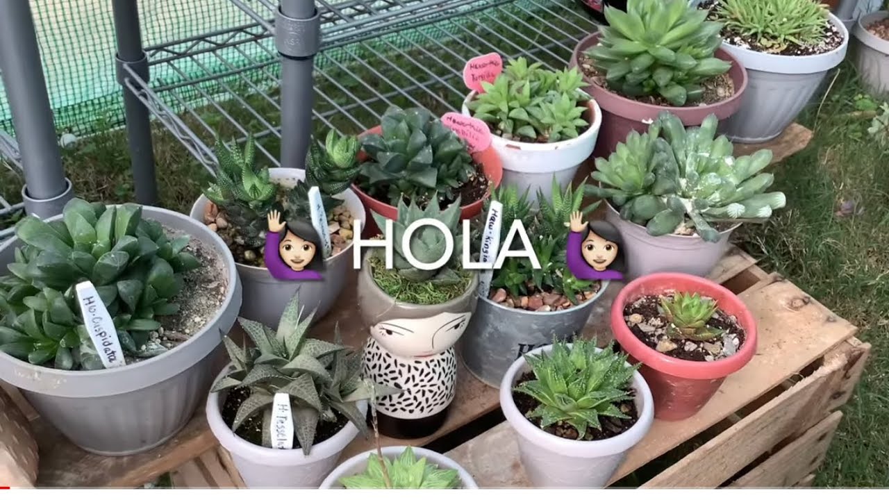 Hawortias y gasterias de mi colección,algunos nombres y mis cuidados