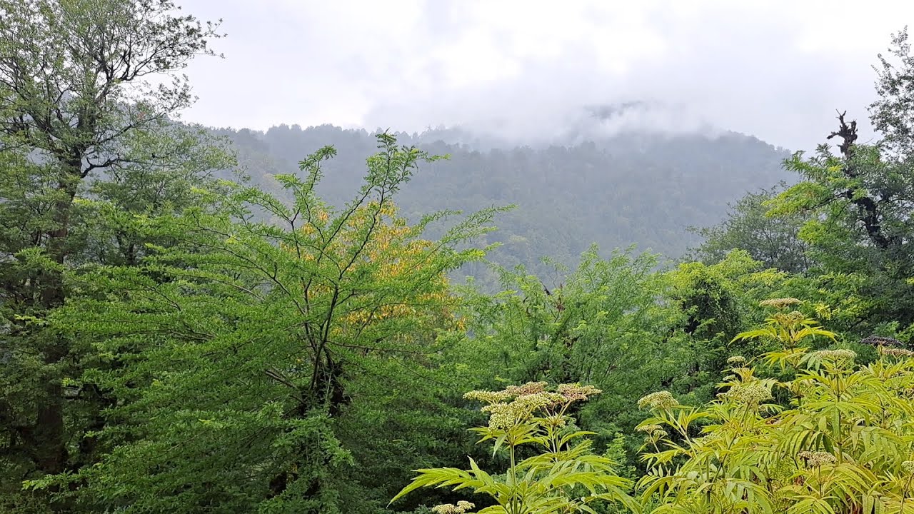 🍁🌧️ Autumn Walk in Rainy Jungle & Foggy Mountains - Relaxing Nature Sounds of River and Birds 🕊️🌊