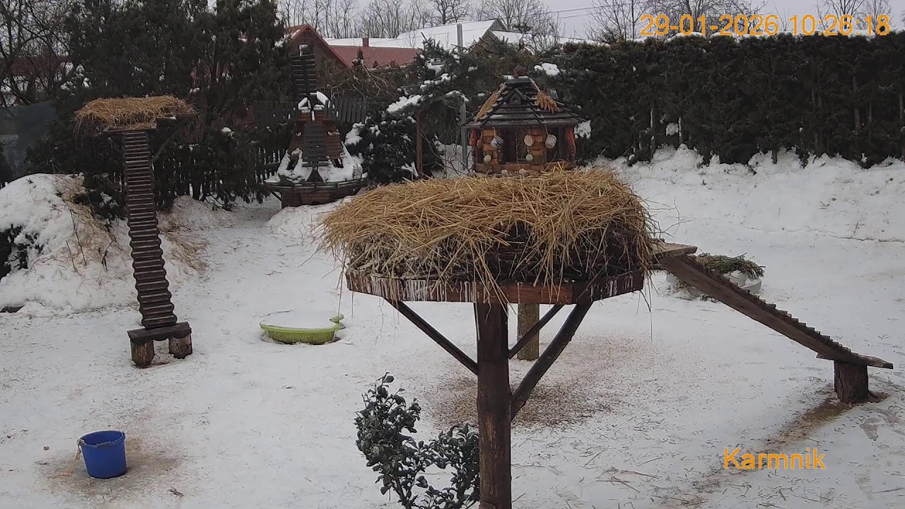 Gniazdo Bocianie pod Sokółką - na żywo.
