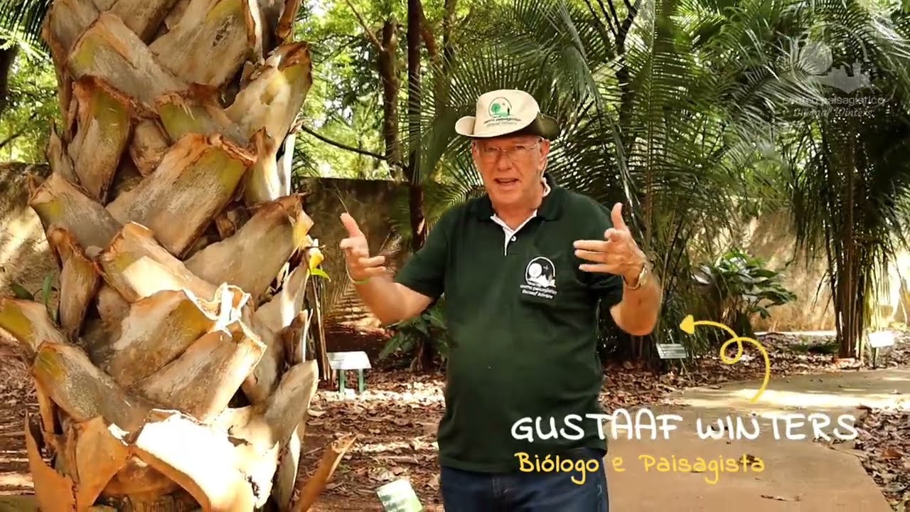 Uma das maiores palmeiras e que floresce apenas uma vez: Conheça a palmeira talipot!