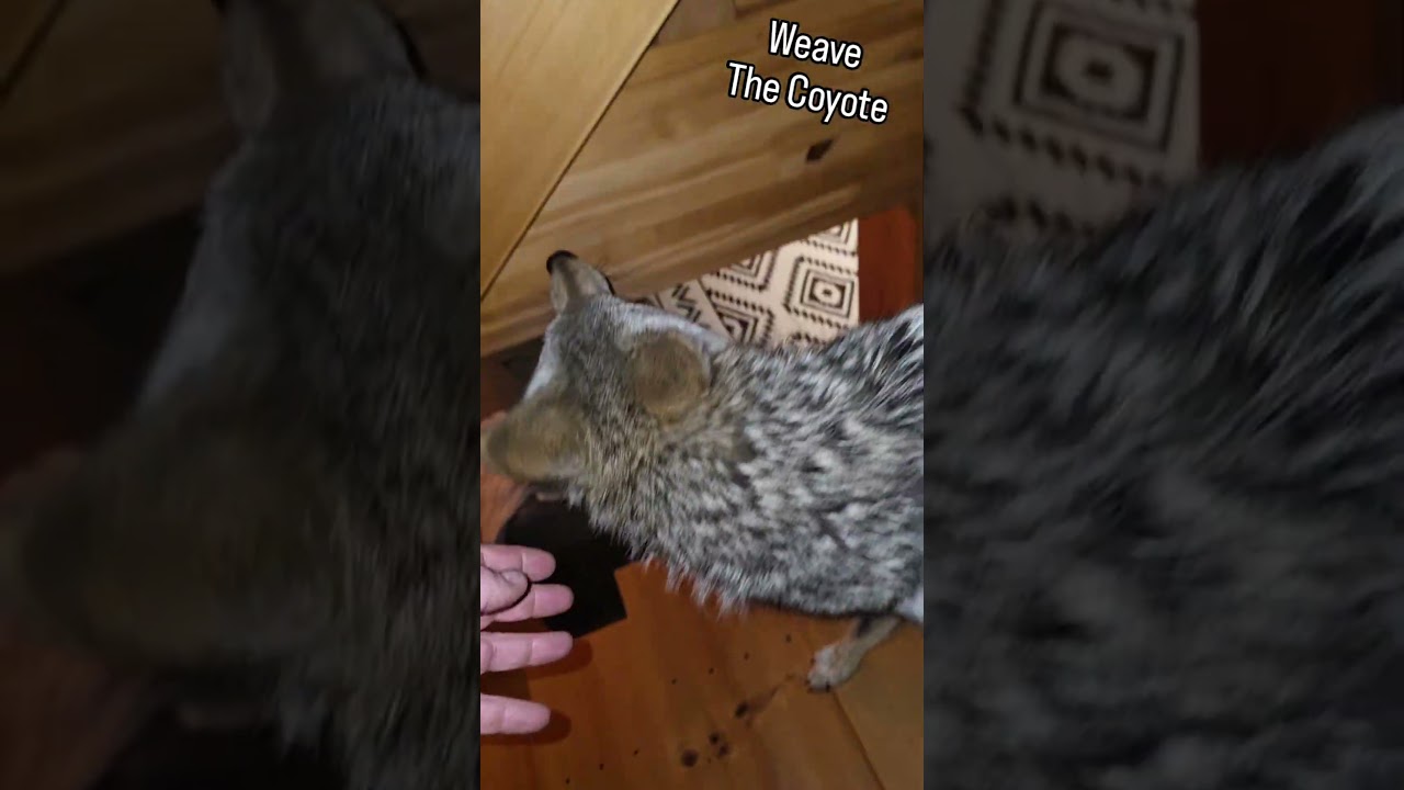 NIGHT CRITTERS! 🐺 #coyote #weavethecoyote #puppy #dog #nature #wildlife #cute #animals #cat #love