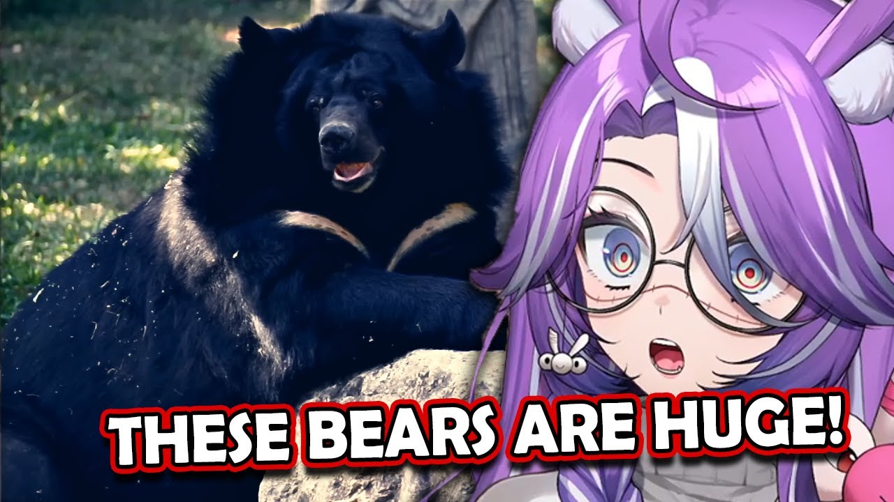 Geega Fought That? | Michi Reacts to Every Bear and its Chances of Retiring You From Life..