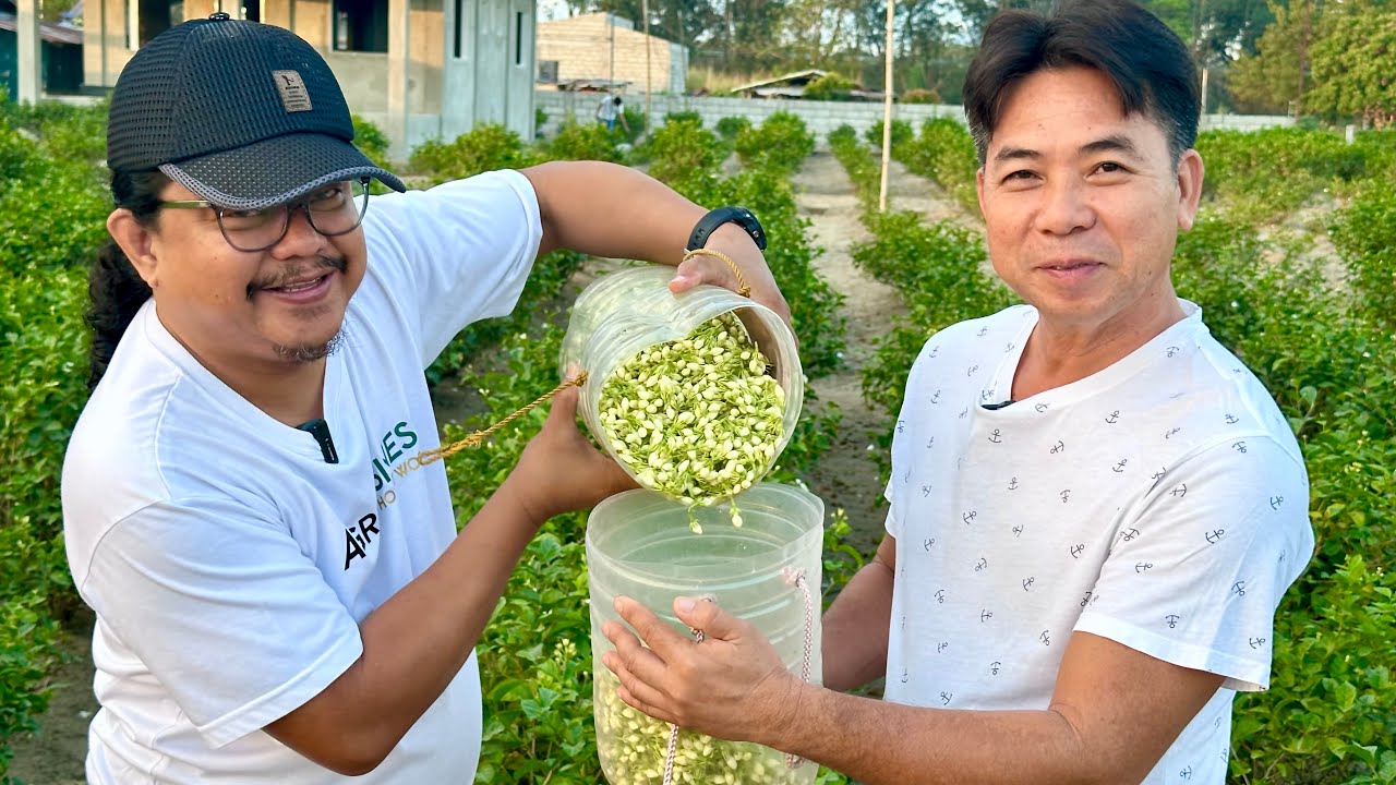 Pagtatanim ng Sampaguita: From Fertilization, Irrigation, Pest Management, Pruning & Flowering