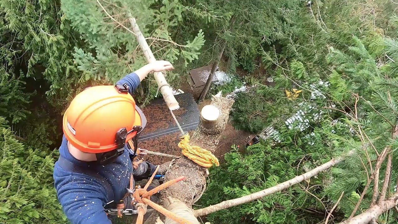 Zipline tree rigging - Tree explodes!