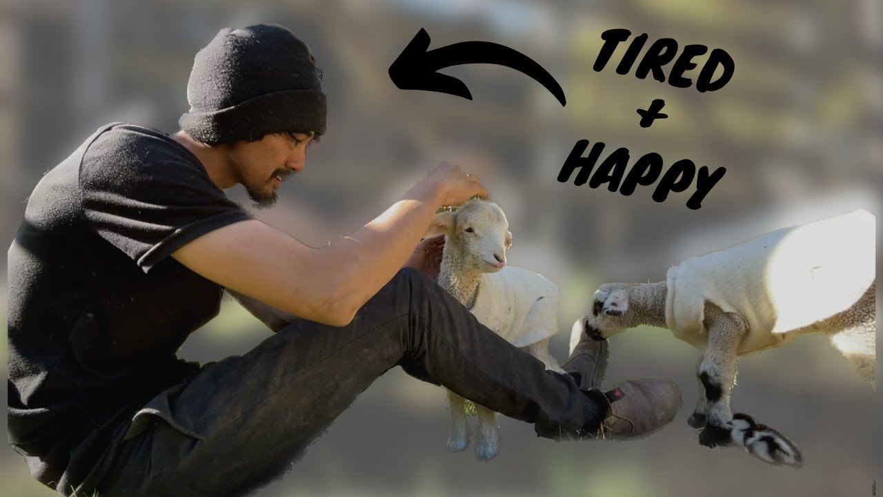 在又爱又恨的纽西兰农场打工MY Working Holiday Experience So Far in a New Zealand Farm EP5