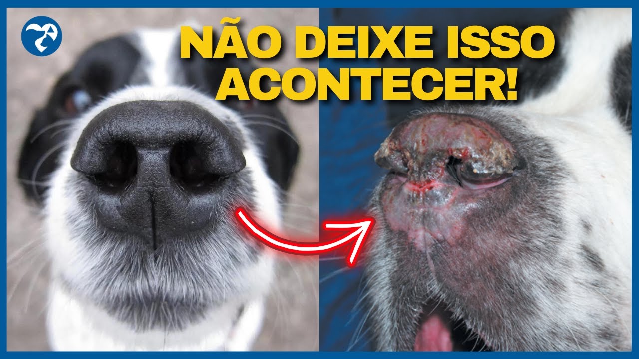Descubra Doenças EM CASA. Lúpus Eritematoso Discóide em Cães e Gatos.