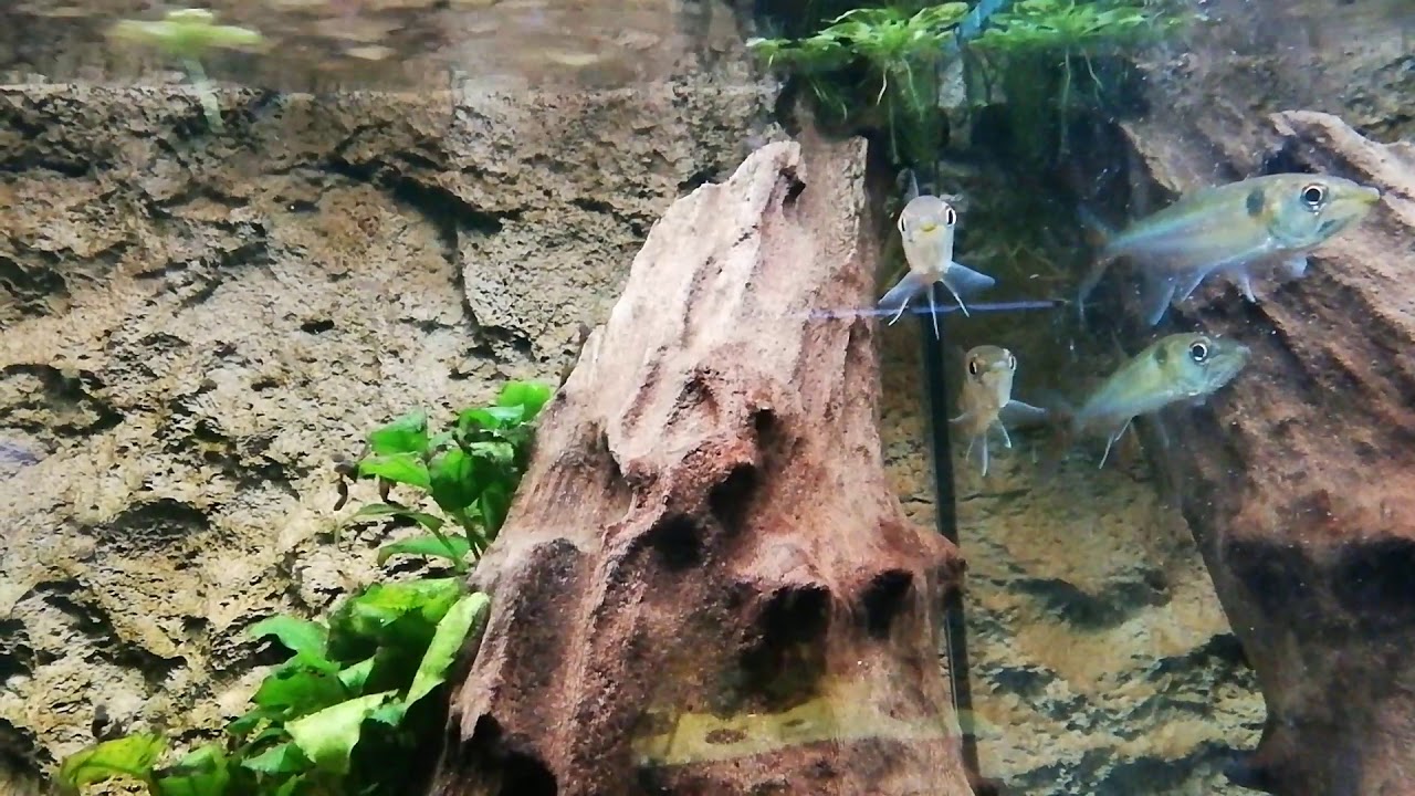 acestrorhynchus falcatus