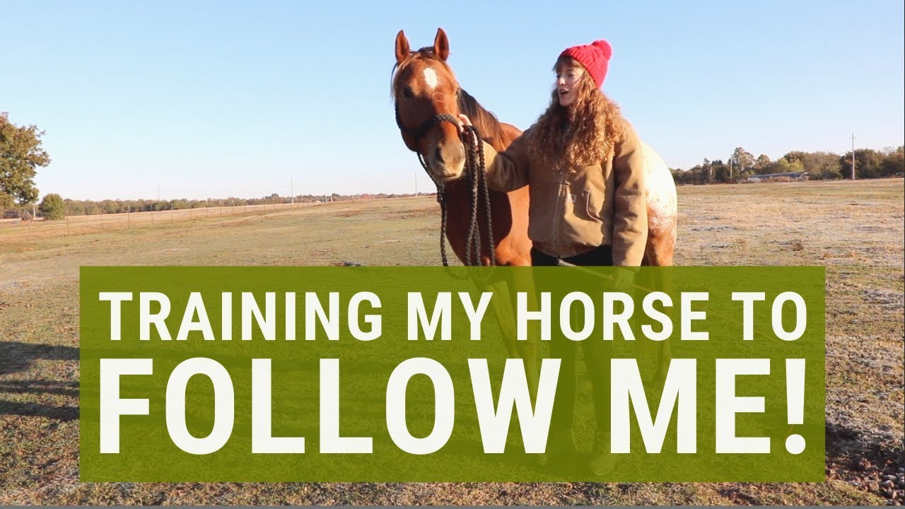 How to Make a Horse Follow You (Training Guide)