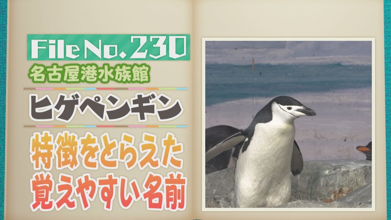 わかりやすい顔と小さな体に、意外な特徴！？ 名古屋港水族館のヒゲペンギン【どうぶつZOO鑑】2024年11月29日放送