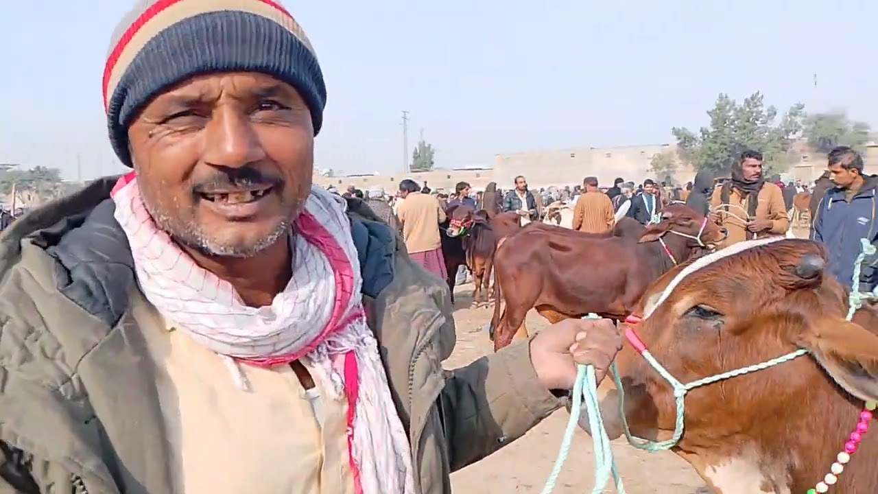 24/1/2026.Nawabshah ki maveshi mundi updates sasti mundi 