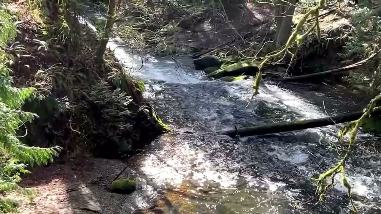 Mountain Stream Relaxing Flowing Stream Noise Study Relax Chill Sleep To Sounds of Nature