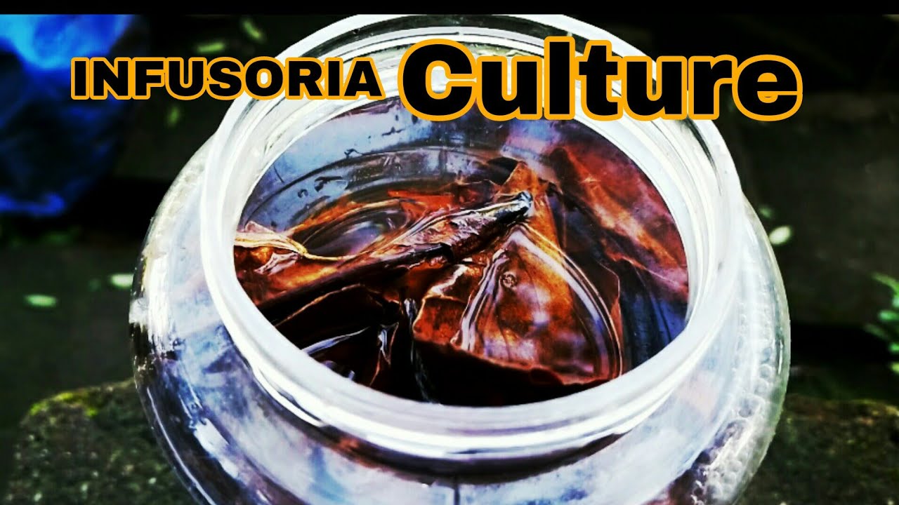How To Culture Infusoria | Without Starter | Use Almond Leaf | Aathi Aqua Vlog