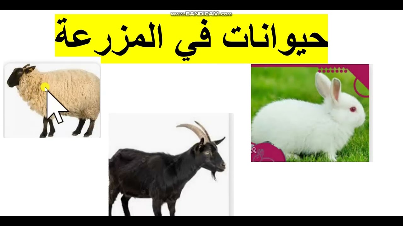 من يلد؟