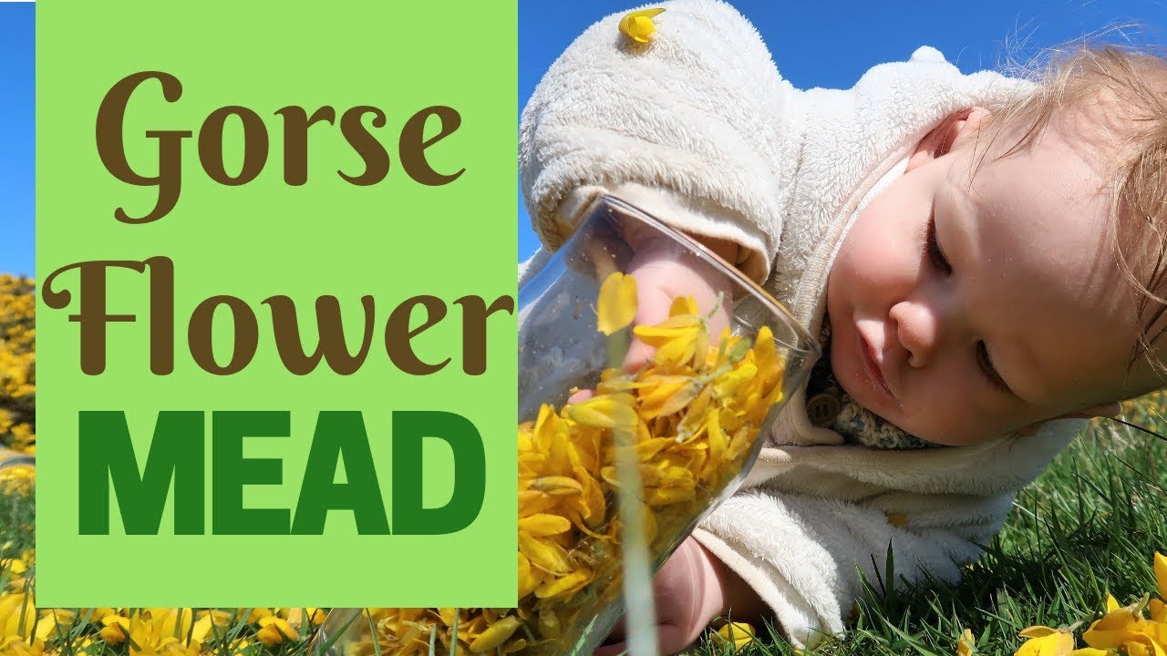 Gorse Flower Mead - Simple Recipe For Homebrew