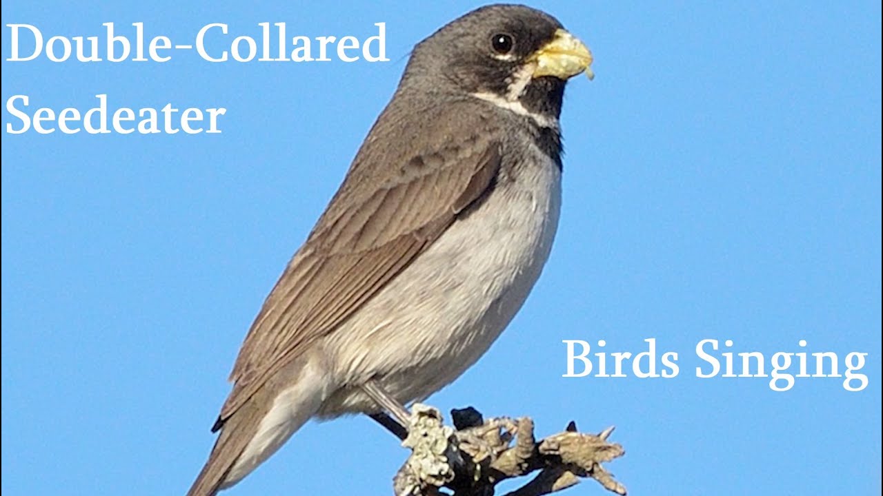 Birds Singing - Double Collared Seedeater - Sounds of Nature