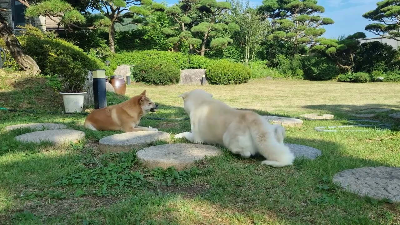 Two Dogs Growling at each other