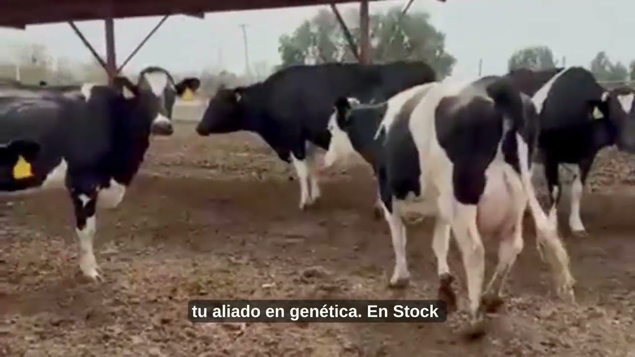Genética Animal: Mejorando la Productividad y la Salud de tu Ganado