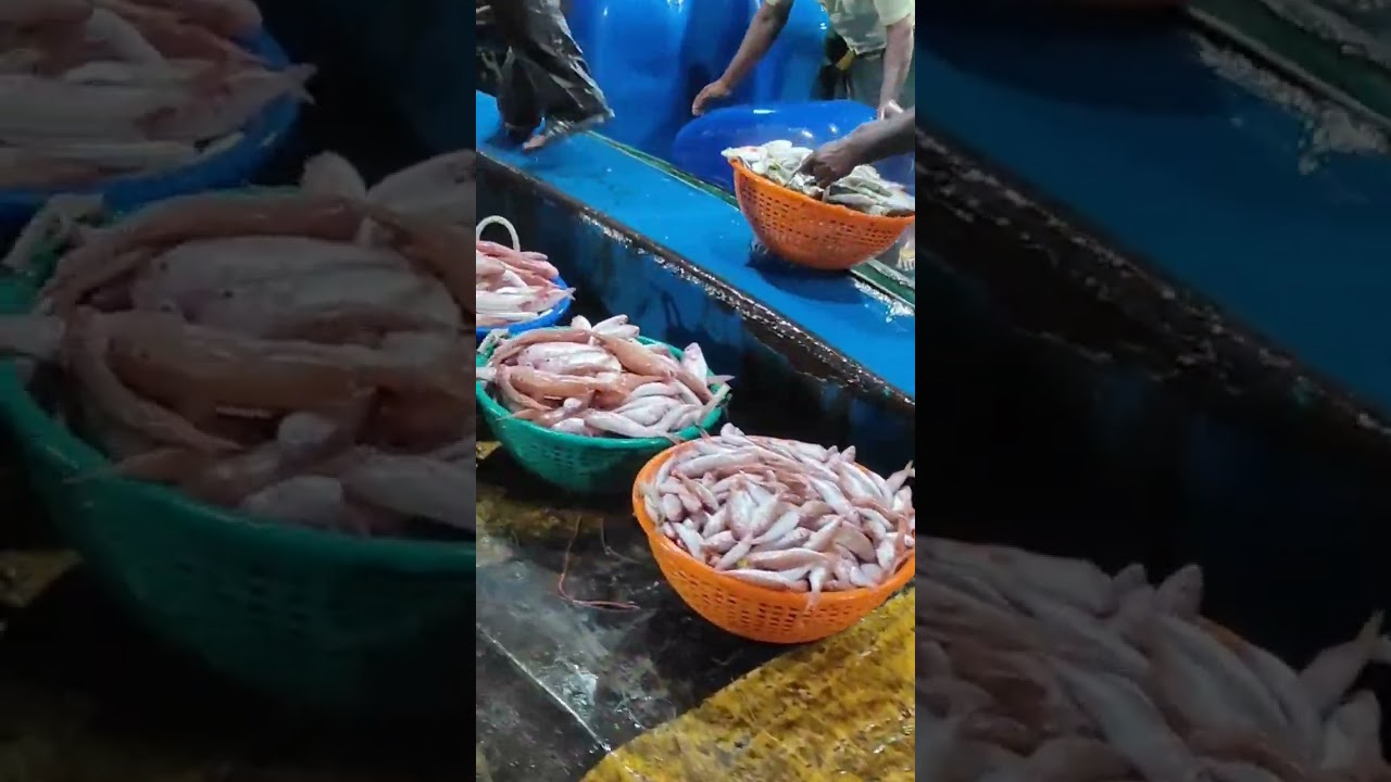 Pondicherry Harbour Fish market vlog Tamil #pondicherry #harbour #fish#fishmarket #food#vlog#shorts