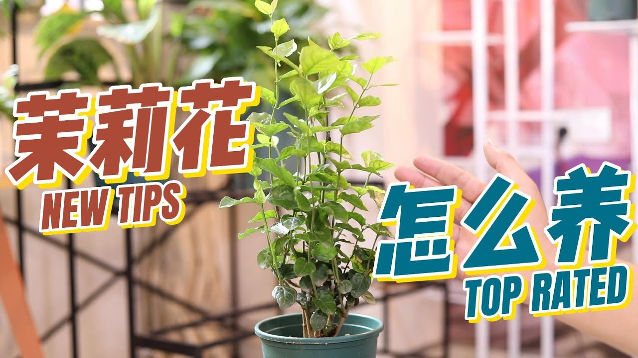 新手怎么养茉莉花？园艺师教你，茉莉花的详细养护技巧