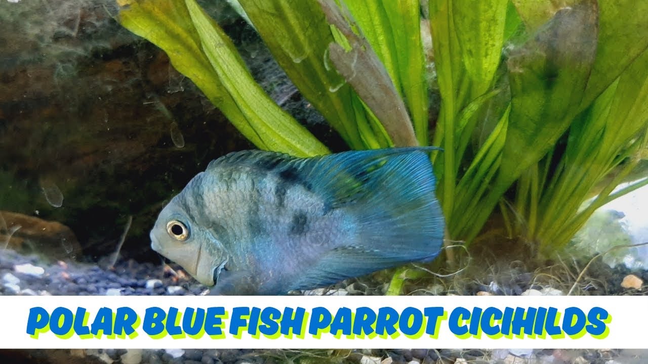 Polar Blue Fish Parrot Cicihilds.             #videos2026  #fishlovers   #ideaskotv 