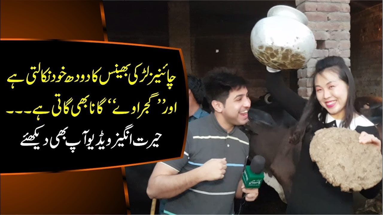 Chinese Girl Milking Cows and Singing Punjabi songs