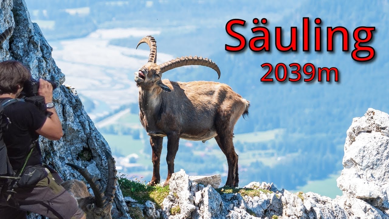 Neuschwanstein von oben: Auf dem S&auml;uling, 2039m in 4k