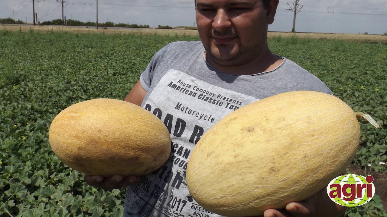 Melon Korsa F1, Дыня Корса F1 (Agri Saaten)