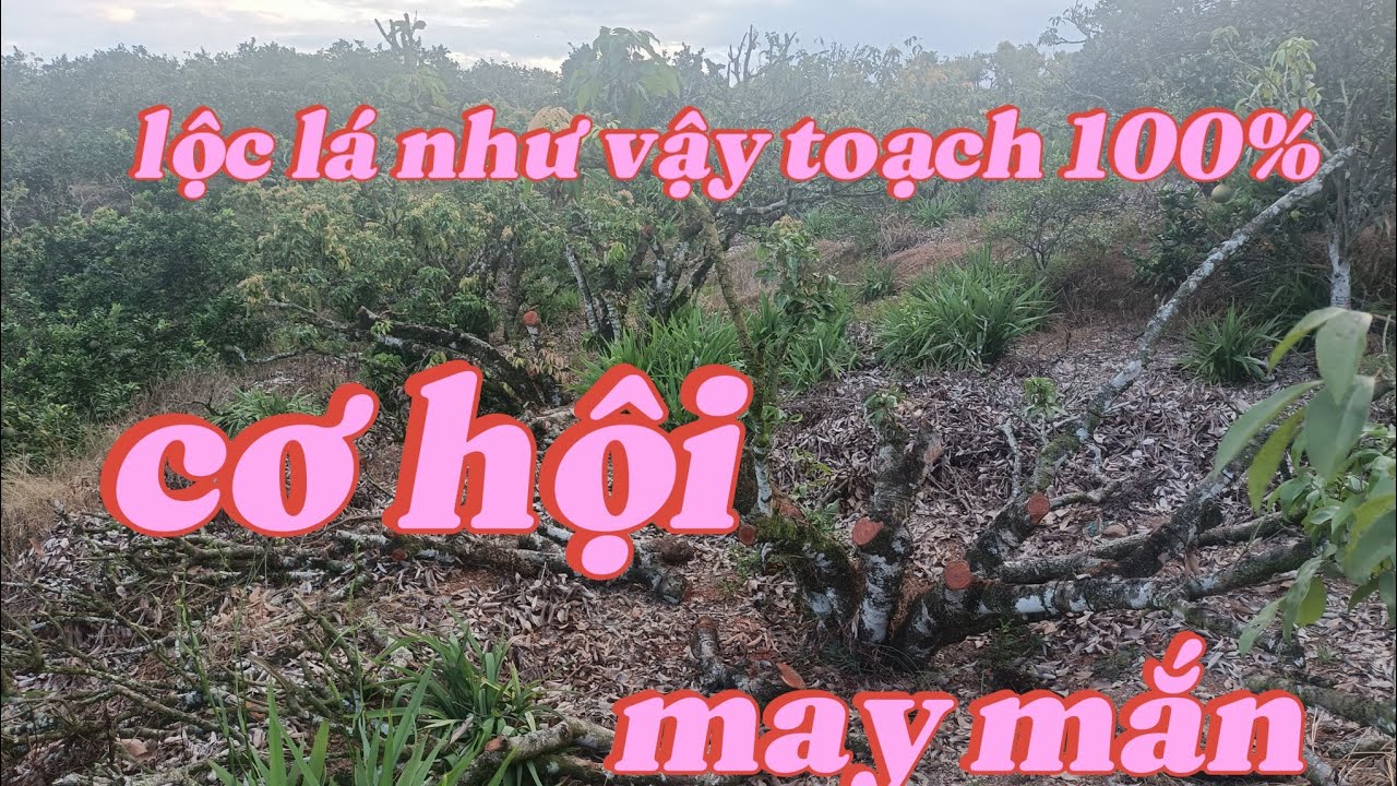 Những vườn mà lộc lá như vậy liệu 2026 có còn cơ hội không //Chiến chành choẹ 
