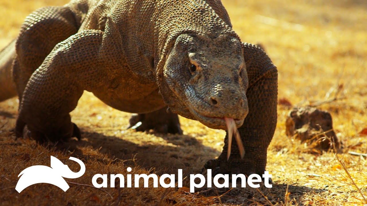 &iquest;Por qu&eacute; solo existen dragones en la isla de Komodo? | Misterios de Nuestro Planeta | Animal Planet