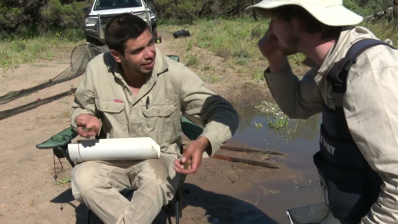 Sharing knowledge on the Chowilla Floodplain – River Murray & Mallee Aboriginal Corporation Rangers