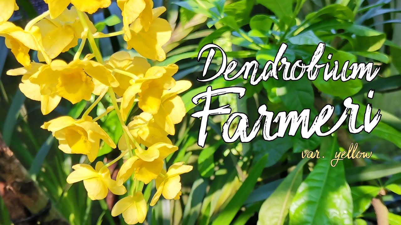 Dendrobium Farmeri