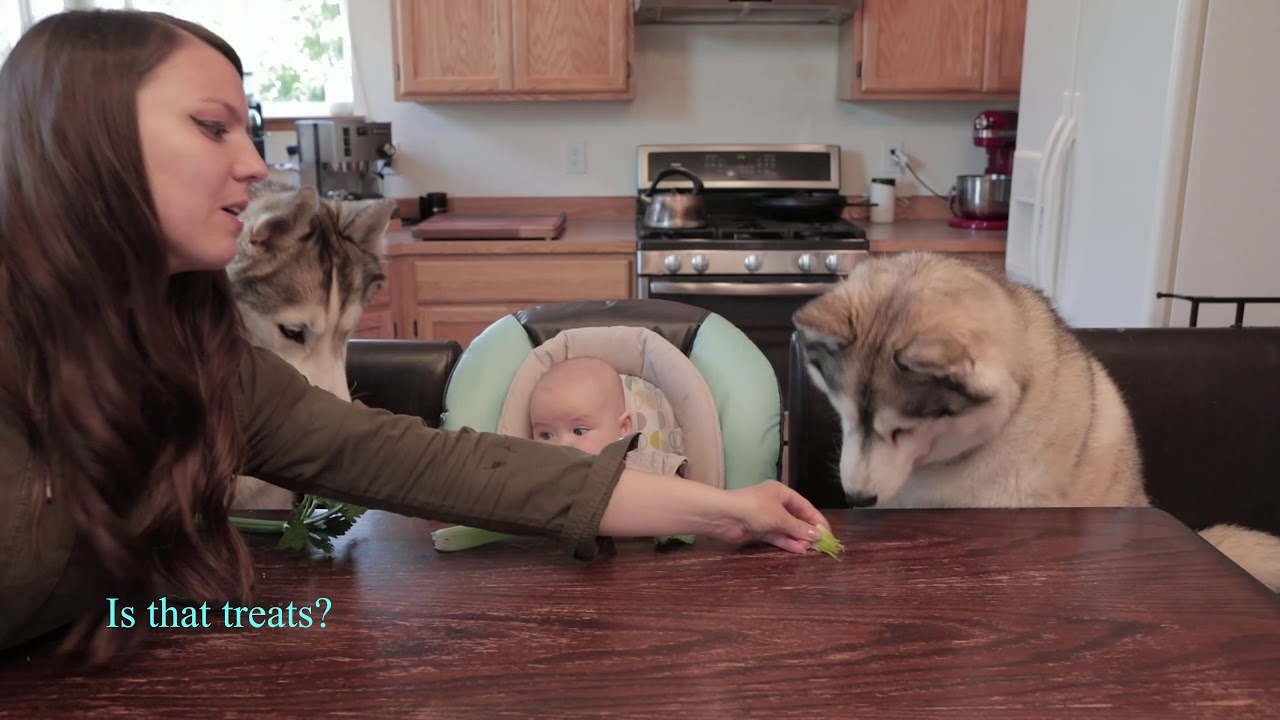 Siberian Husky Eating Vegetables