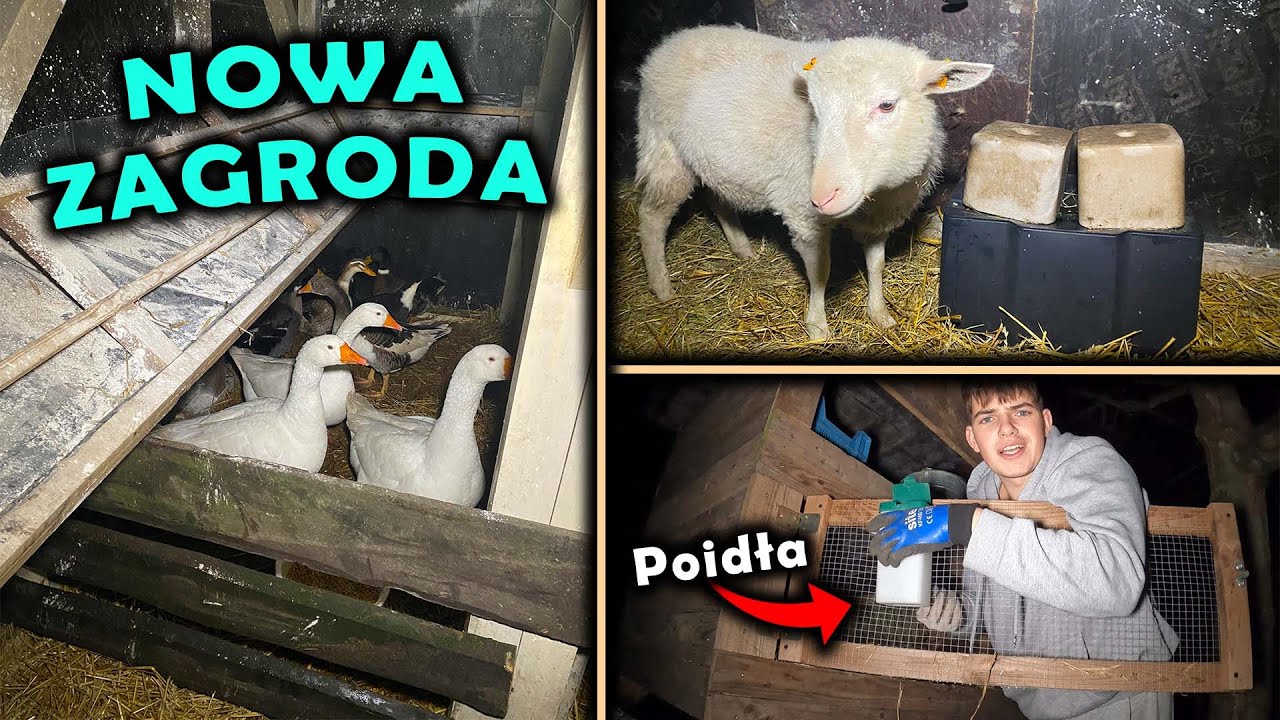 ZAGRODA - Gęsi i Kaczki oddzielone !!! *NOWE GRZĘDY* - VLOG