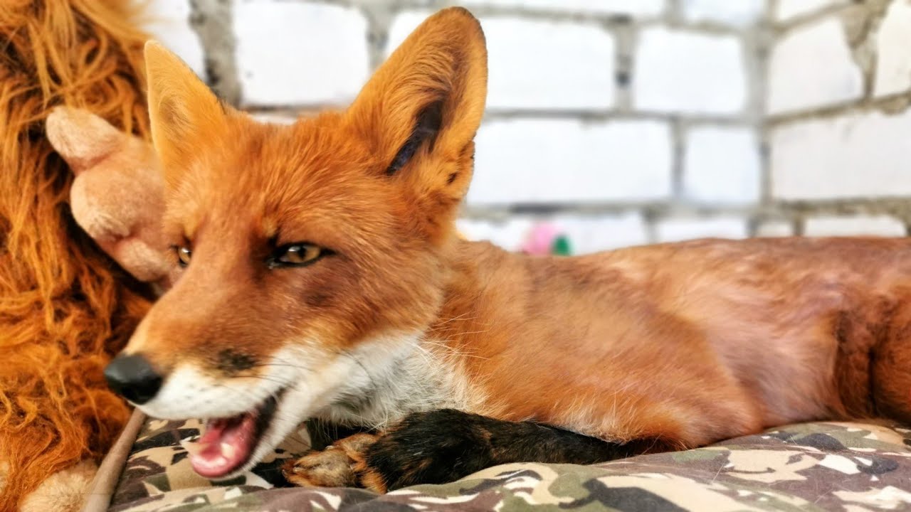 ALF the Fox - No Time To Talk