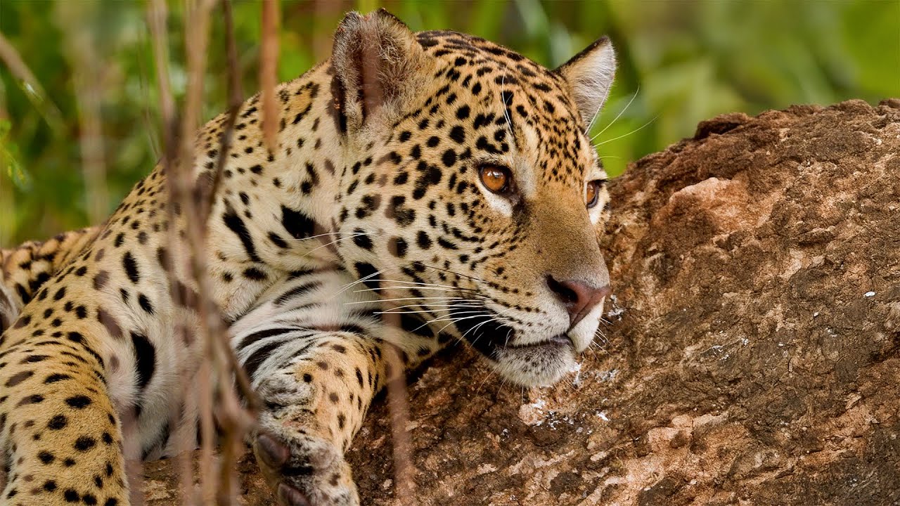 Magnificent Jaguars of the Pantanal | Brazil Pantanal | Robert E Fuller