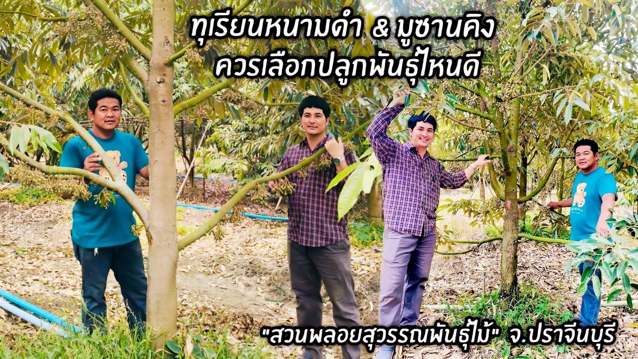 ทุเรียนหนามดำ & มูซานคิง ควรเลือกปลูกพันธุ์ไหนดี
