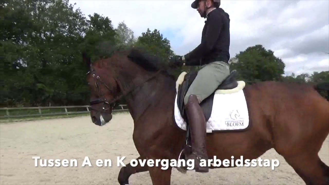 How to: proef rijden | Dressuurstal Bloem