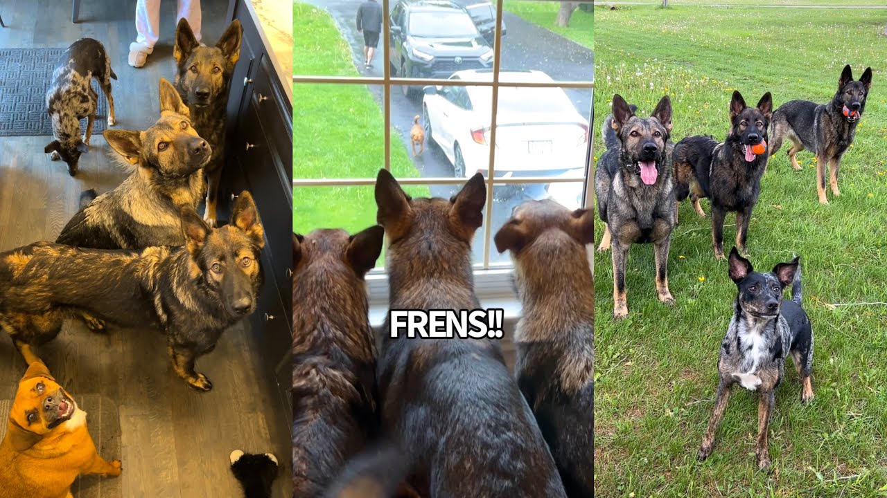 Why German Shepherds Are The Worst