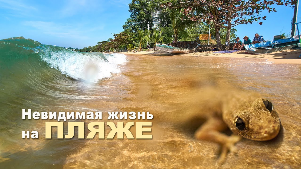 Невидимая жизнь на пляже. Мир природы.