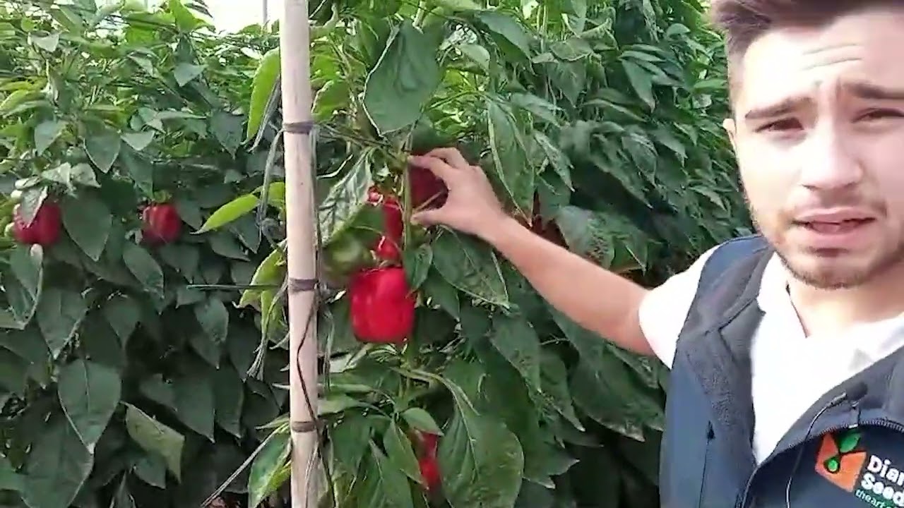 Muestra de Pimiento de Diamond Seeds || Rossoneri con Jorge Salvador L&oacute;pez del departamento de I+D