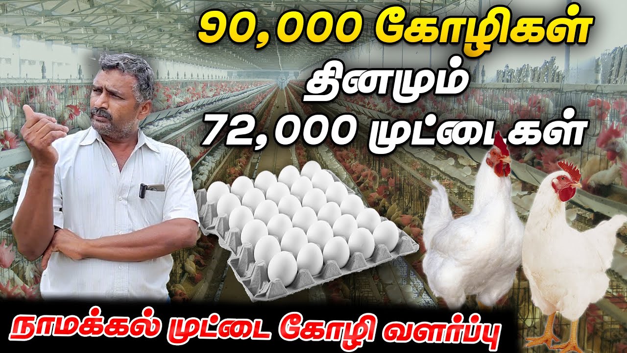 நாம் உண்ணும் முட்டை எவ்வாறு உற்பத்தியாகிறது தெரியுமா? | Smart Vivasayi